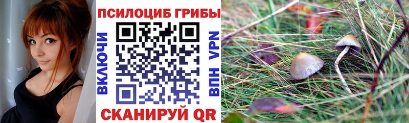где можно купить   Снежногорск  Псилоцибиновые грибы MAGIC MUSHROOMS 